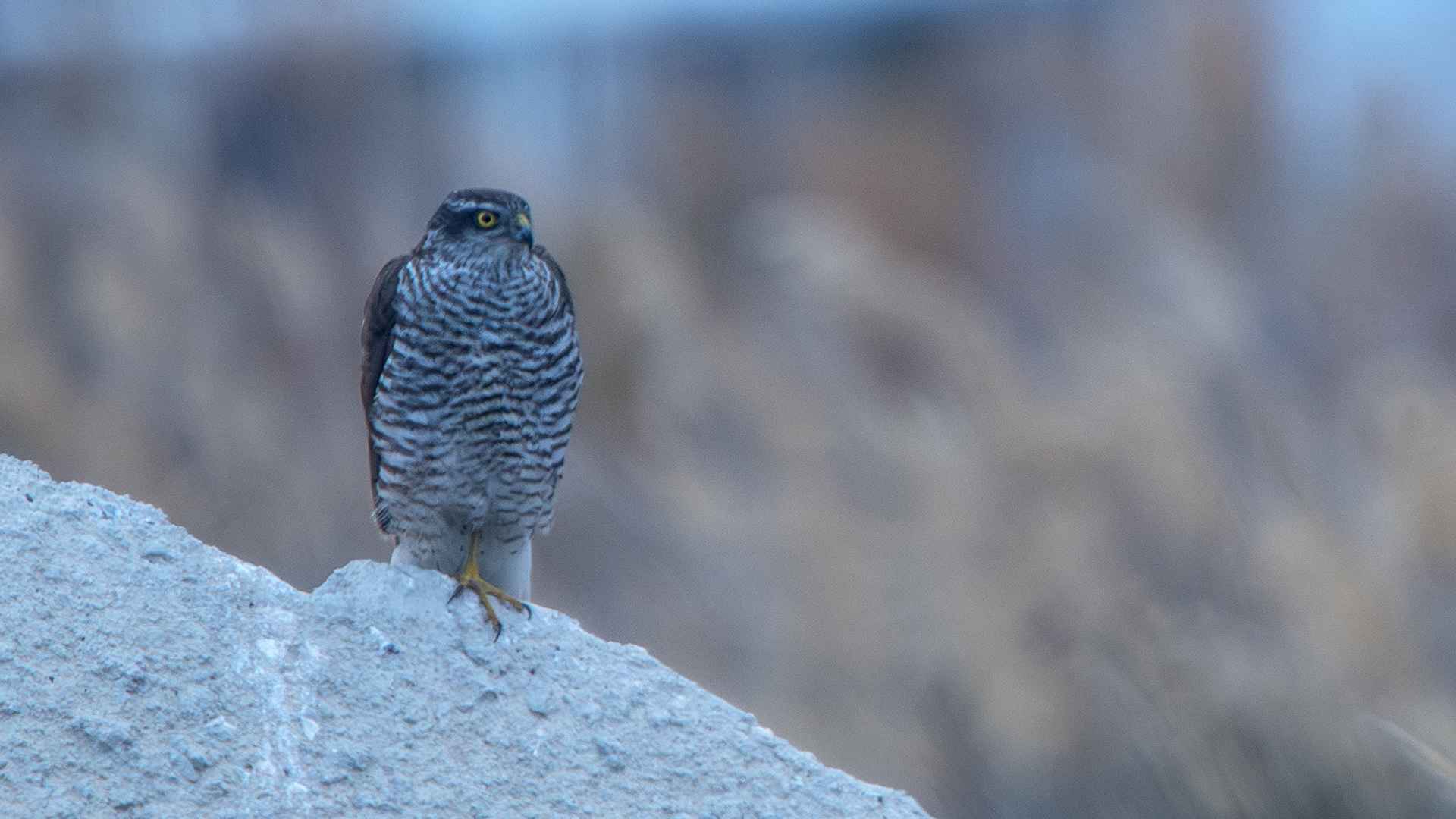 Eurasian Sparrowhawk